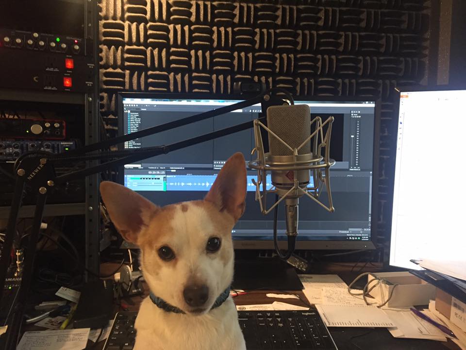 Cute Looking Little Dog In Studio